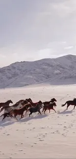 Majestic wild horses running on snowy plains with mountains in background.