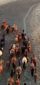 Aerial view of wild horses running on a rugged path.