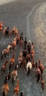 A herd of wild horses running freely on an open field, captured from overhead.