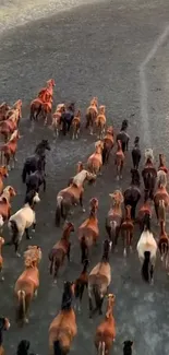 A herd of wild horses running along an open dirt trail, showcasing natural beauty.