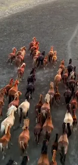 Aerial view of running wild horses on an earthy terrain.