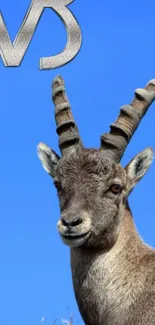 Majestic wild ibex with impressive horns against a vibrant blue sky.