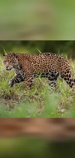 Majestic jaguar prowling through lush green jungle landscape.