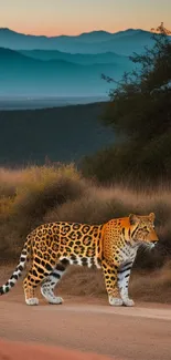 Leopard walking in front of a sunset backdrop with vivid colors.