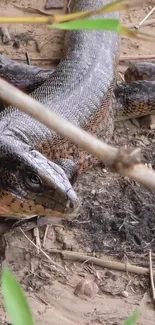 Wild lizard resting on the forest floor with earthy tones and natural textures.