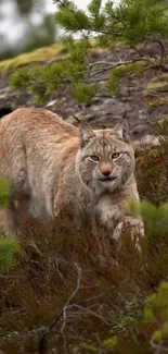 Lynx walking through forest vegetation.