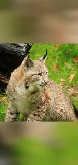 Wild lynx sitting amidst lush green forest, showcasing natural beauty.