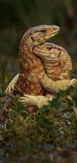 A pair of lizards embracing in a lush green habitat.