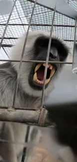 Intense monkey expressing emotions behind bars in captivating wildlife wallpaper.