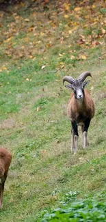 Wild ram standing in an autumn field with lush greenery.