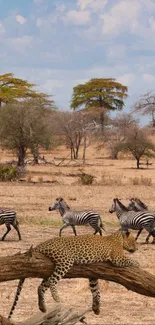 Leopard resting on tree with zebras in African savanna.