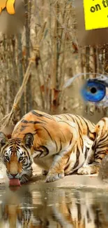 Majestic tiger drinking by a river in a bamboo forest.