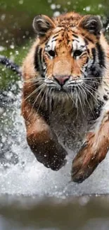 Tiger leaping through water, capturing action and strength.