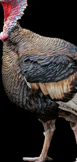 Wild turkey with detailed feathers on a black background, perfect for phone wallpaper.