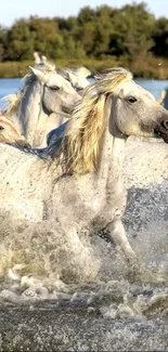 White horses running through water in nature scene.