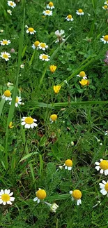 Wildflower meadow with daisies and lush green grass.