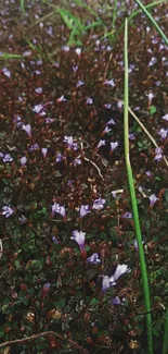 Close-up of wildflowers and grass in nature setting.