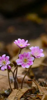 Pink wildflowers among brown autumn leaves, creating a serene mobile wallpaper.