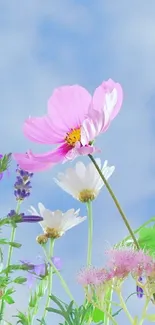 Colorful wildflowers under a blue sky.