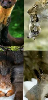 Collage of wildlife animals on mobile wallpaper.