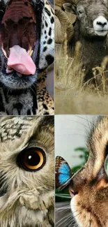 Collage of cheetah, ram, owl, cat with butterfly on nose.