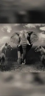 Monochrome wallpaper of an elephant and two lions in a dramatic wildlife scene.