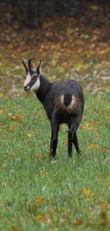 A wild goat grazing in an autumn field.