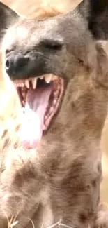 Close-up image of a hyena yawning in its natural habitat.