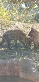 Two hyenas interacting by a water pond in a natural setting.