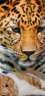 Leopard's intense gaze above a relaxed domestic cat.