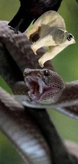 Snake, sloth, and bird in a dramatic nature scene.