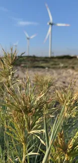 Wind turbines and wild grass under a bright blue sky.