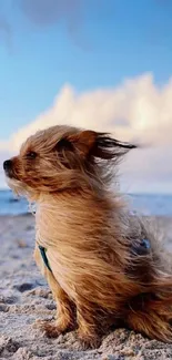 Small dog on sandy beach with windblown fur against blue sky and ocean.