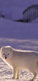 White arctic fox standing in snowy landscape, mobile wallpaper.