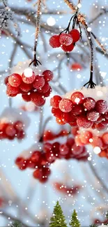 Red berries with snow on branches in winter scene.