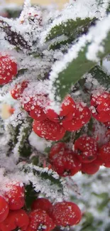 Vibrant red winter berries covered in frosty snow on a mobile wallpaper.