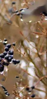 Close-up of dark berries on icy branches.