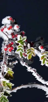 Frost-covered branches with red berries against a deep blue background.