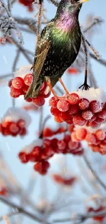 Bird on icy branches with red berries in winter.