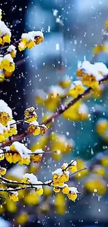 Yellow flowers with snow on branches against a blue background.