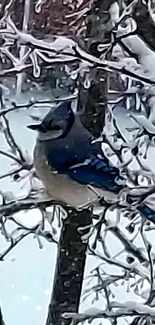 Blue jay perched on snowy branches in serene winter landscape.