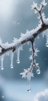 Winter branch with icicles against a blue background.