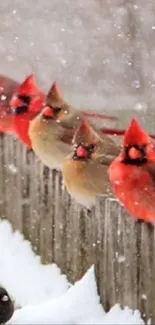 Red cardinals perched on snowy fence during winter.