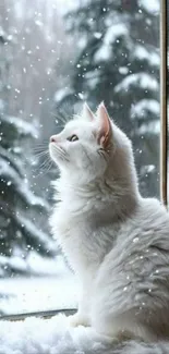 White cat gazing out winter snowy window.