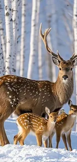 Deer family in snowy birch forest.