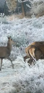 Deer walking through a frosted forest in winter.