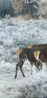 Deer walking in a frosty, light gray forest scene.