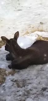 Deer lying on snowy ground in winter.