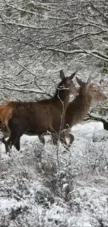 Deer gracefully standing in a snowy forest, surrounded by winter's silence.