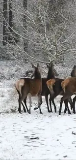 Group of deer standing on snowy forest path.